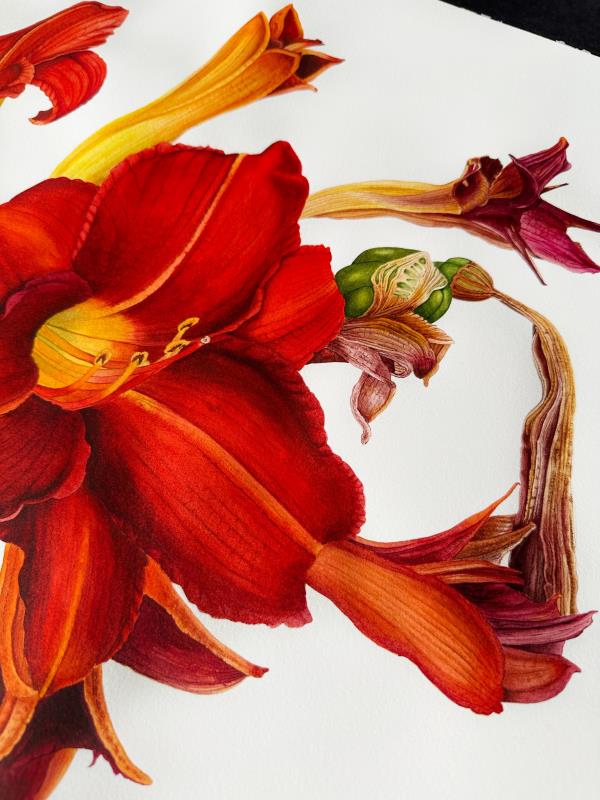 Red lilies in blooming and in drying